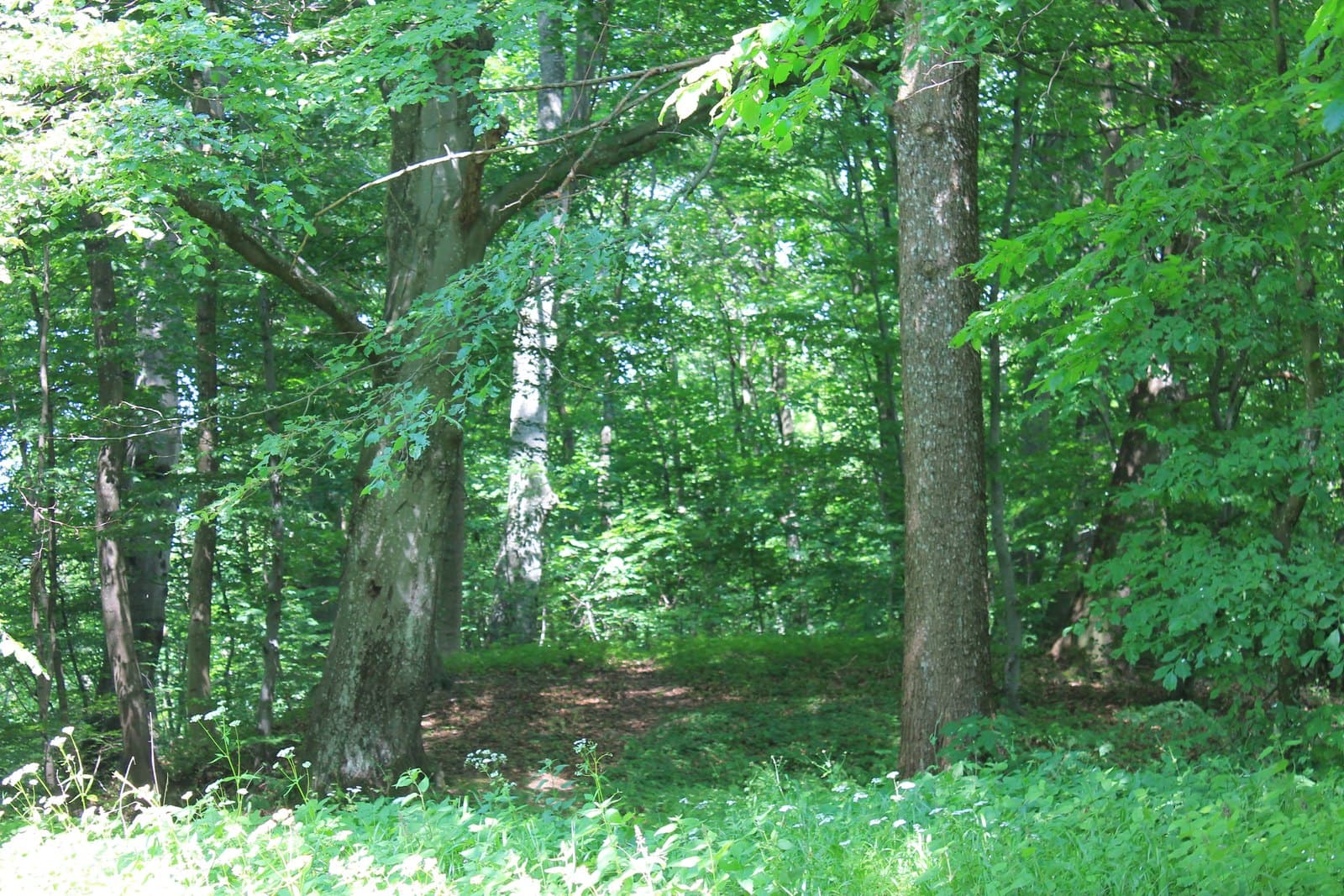 The park at Zeblin